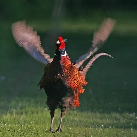 Nabolos Rooms, Near Munkebo, Kerteminde And Nyborg Отель типа 