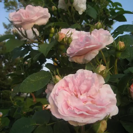 Nabolos Rooms, Near Munkebo, Kerteminde And Nyborg Bovense